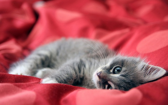 A playful kitten exploring a soft blanket, full of curiosity and boundless energy, captured in a moment of pure joy.