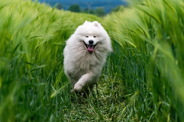 A majestic dog running through a vibrant green field, embodying freedom and vitality, a perfect picture of pet happiness.