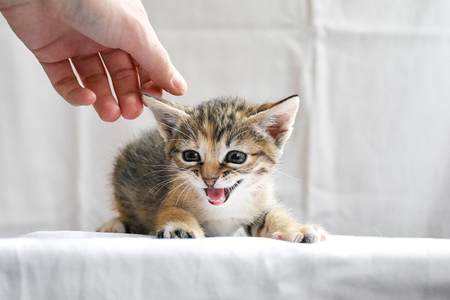 A calm hand gently petting a pet, symbolizing emotional support services by Paws & Glimmer to strengthen bonds.